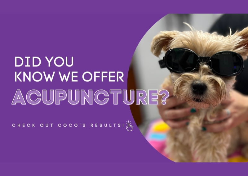 Carousel Slide 4: Learn more about Coco's acupuncture journey at our hospital